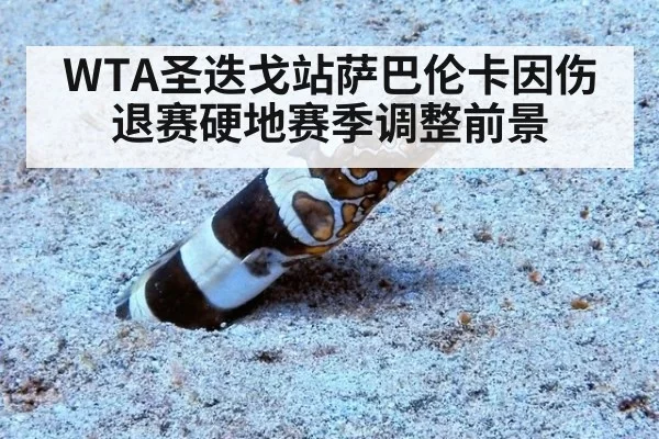 WTA圣迭戈站萨巴伦卡因伤退赛硬地赛季调整前景